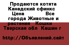 Продаются котята Канадский сфинкс › Цена ­ 15 000 - Все города Животные и растения » Кошки   . Тверская обл.,Кашин г.